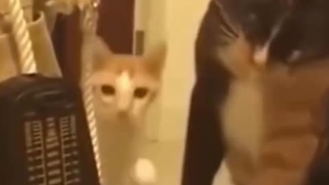 Funny Cats And Toy