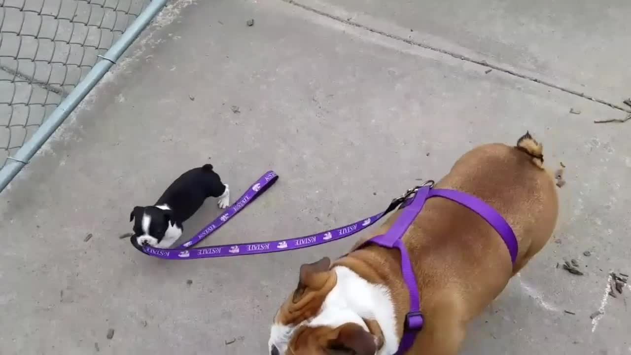 Boston Terrier Pulls Bulldog.