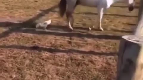 Animal funny video