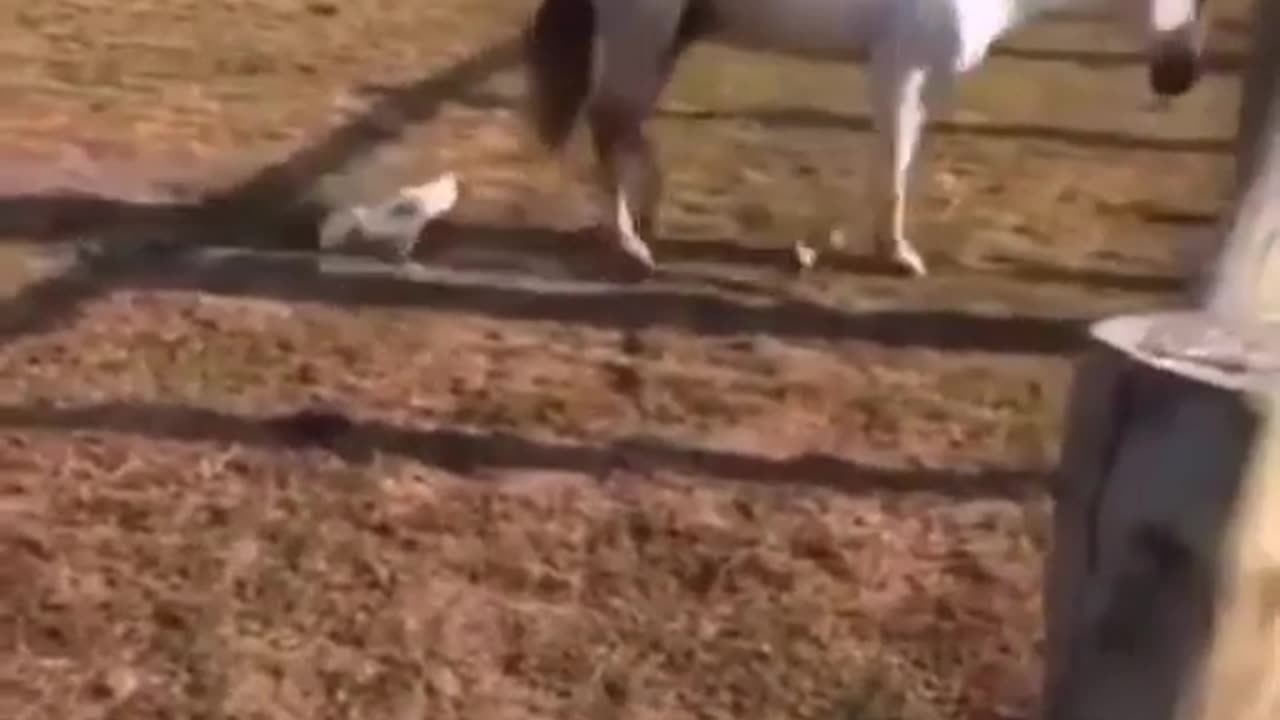 Animal funny video