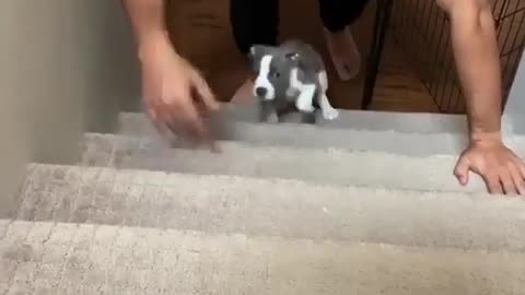 Father training his small pitbull to walk on up stairs