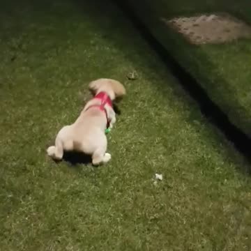 Puppy Discovers Frog During First Ever Walk Outside