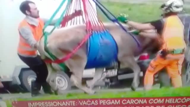 a vaca foi pro brejo mesmo pt3