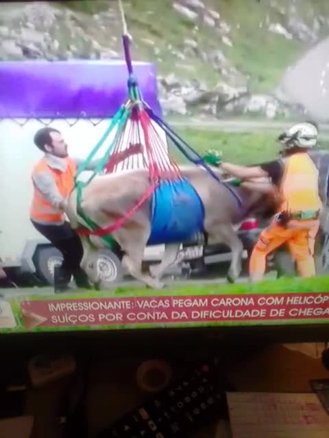 a vaca foi pro brejo mesmo pt3