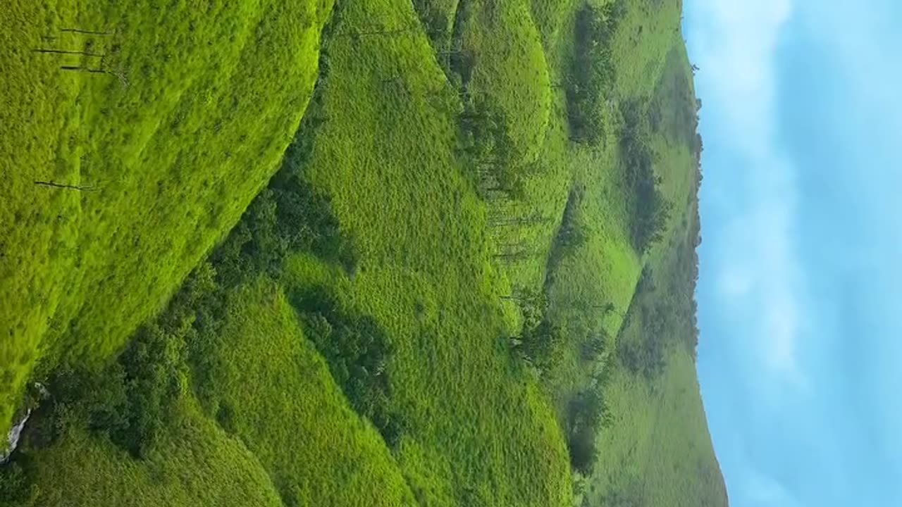 Discover the Serenity of Forests and Wildlife 🌳🦉