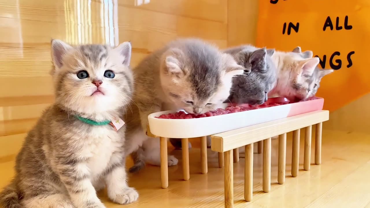 A cute kitten forgot to eat meat