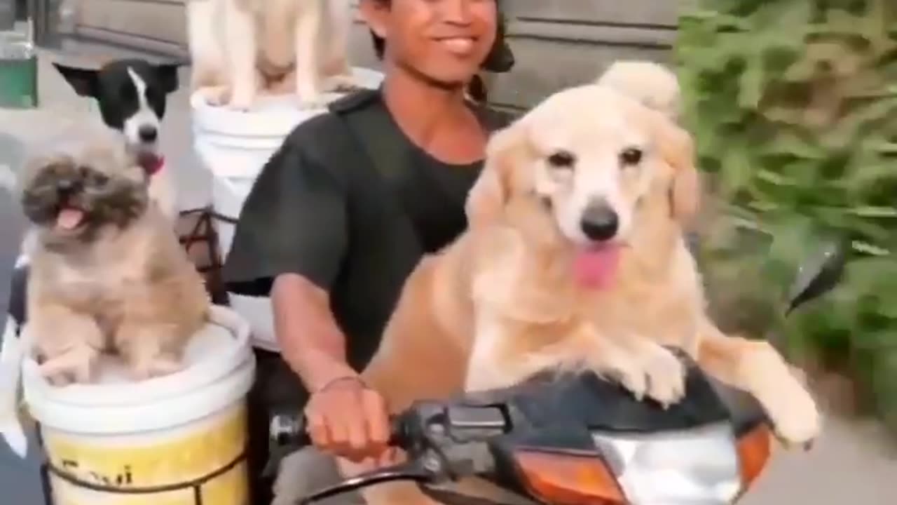 Dog viral