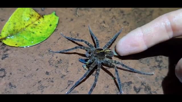 Octopus Spider
