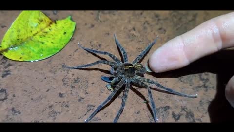 Octopus Spider