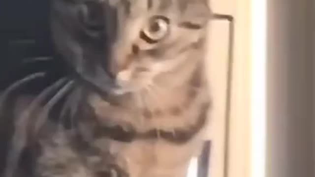 Best Funny Cat