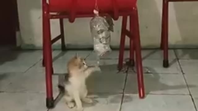 My kitten is boxing