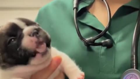 Tiny pups reaction to medicine