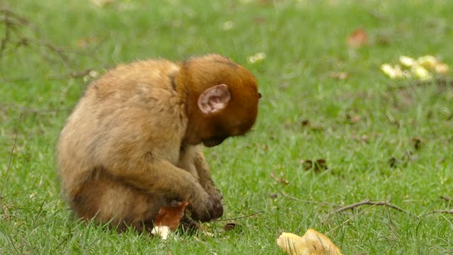 monkey eating and watching what is around?