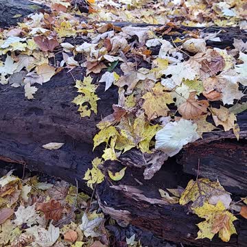 I hear I can be somewhat of a fun guy pt 2