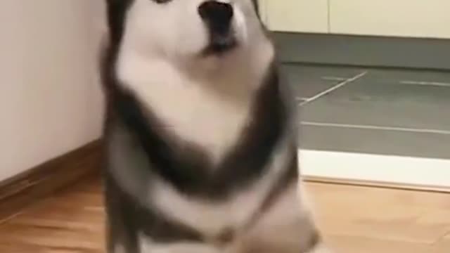 Funny Dancing by Dog