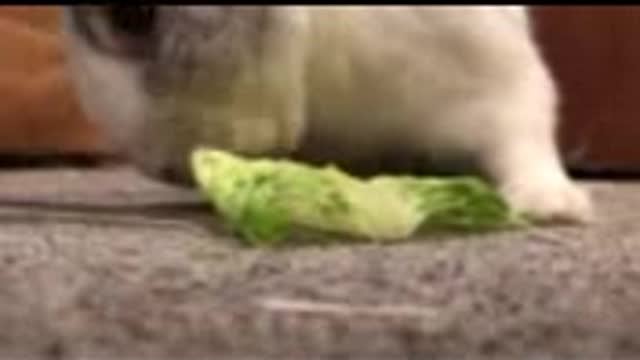 Bunny eating