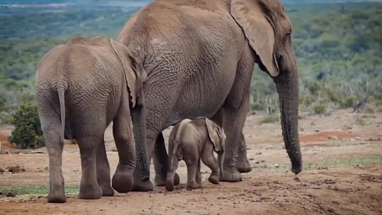 Mysteries of an Elephant