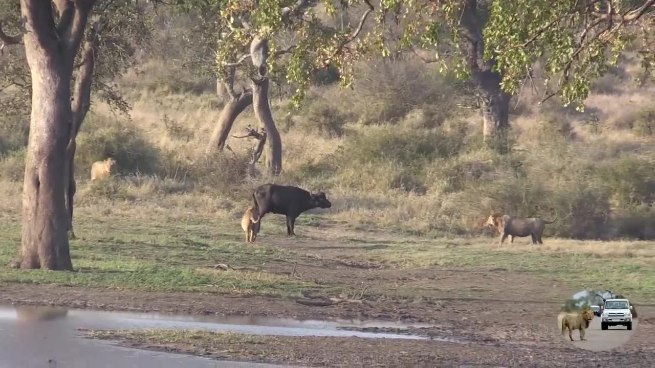 Six Male Lions Attack Buffalo Just Because They Can