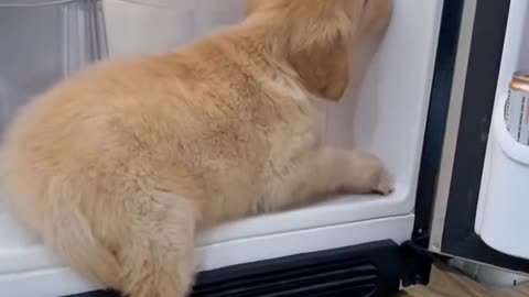 Dogs are the most loyal friends of mankind. Don't hurt any dog.