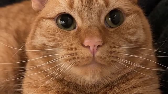 Cute little orange cat