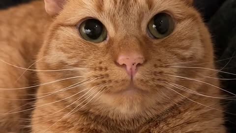 Cute little orange cat