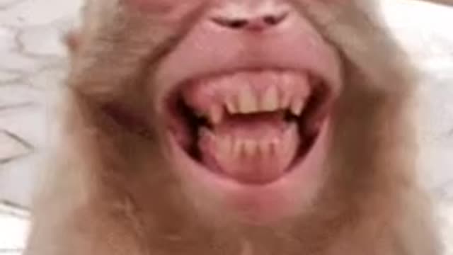 Monkey stupid