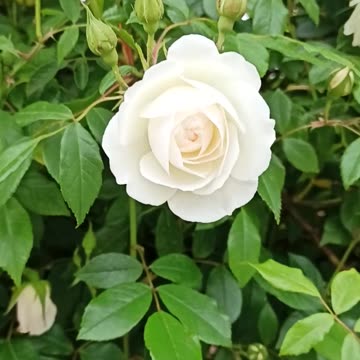 Climbing white rose