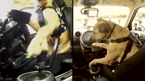Meet_Porter._The_World's_First_Driving_Dog.(240p)