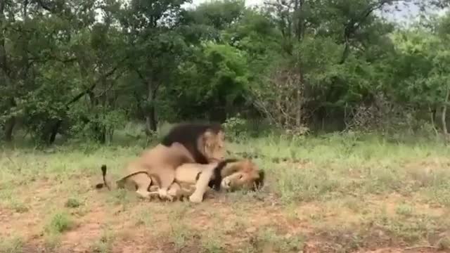 Male Lion Mates With Male Lion #shorts