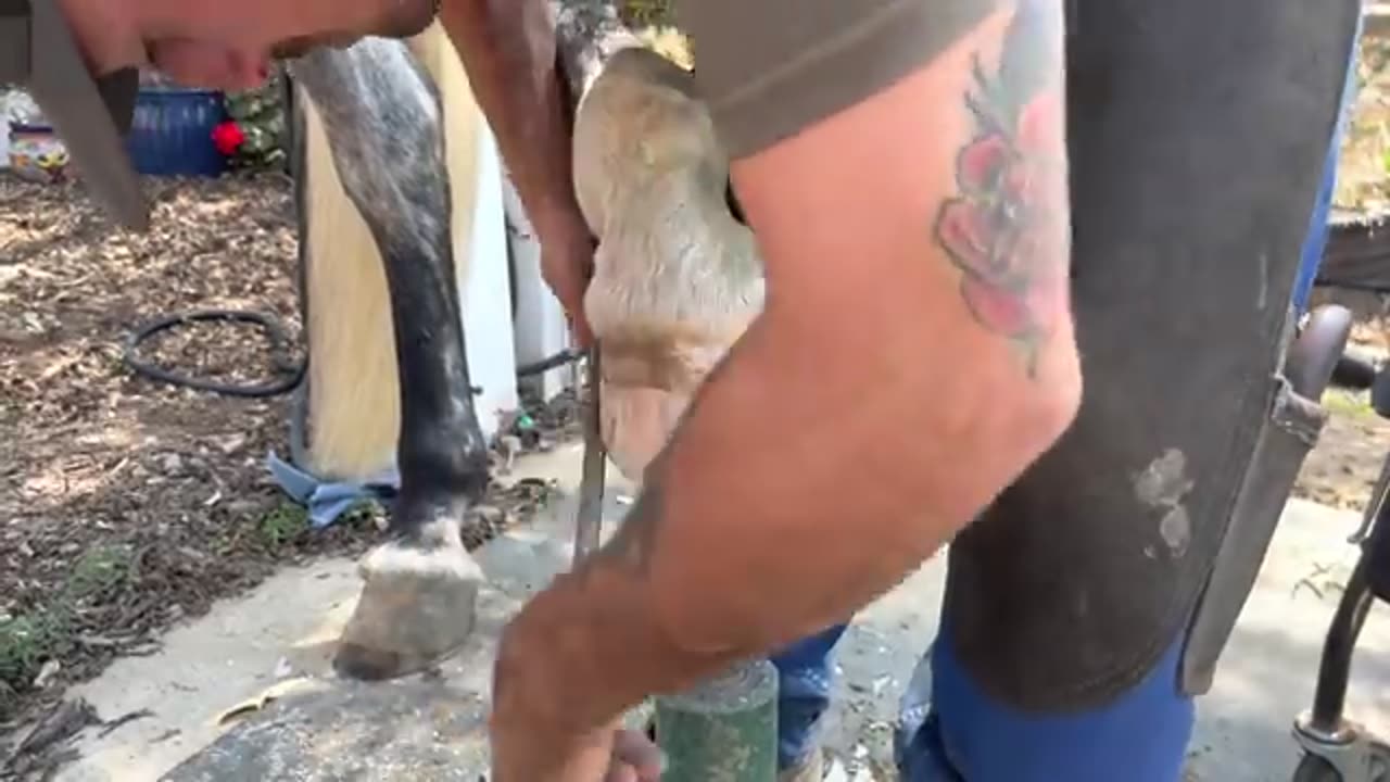 Farrier Hoof Restoration satisfying