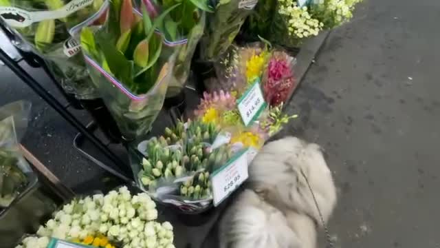 🔥Funniest Dogs will make you laugh all day long | Instagram Reels and Tiktok Videos | Desi animals 🔥