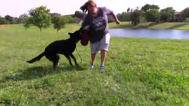 Step by step guard dog training.