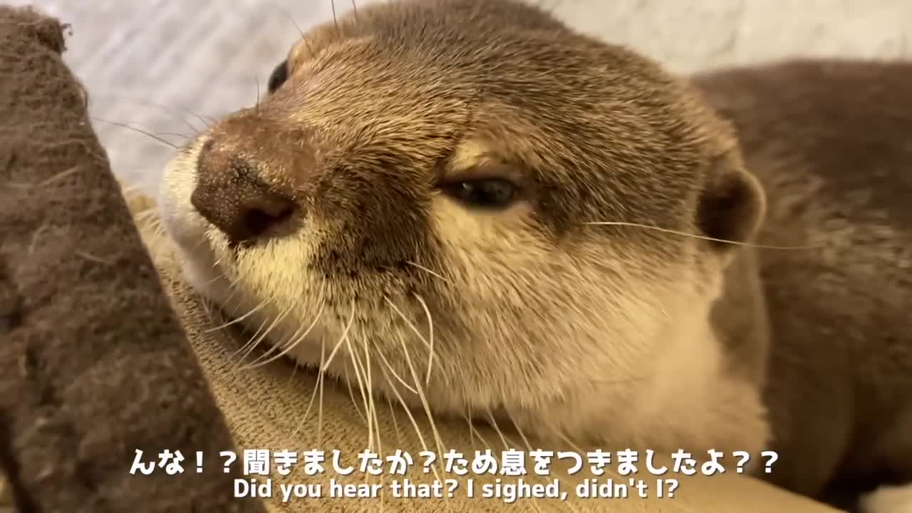 Otter and cat playing hide and seek and tag!