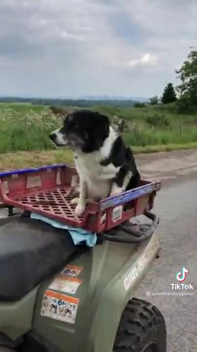 Watch This SheepDog Work Hard On The Farm!