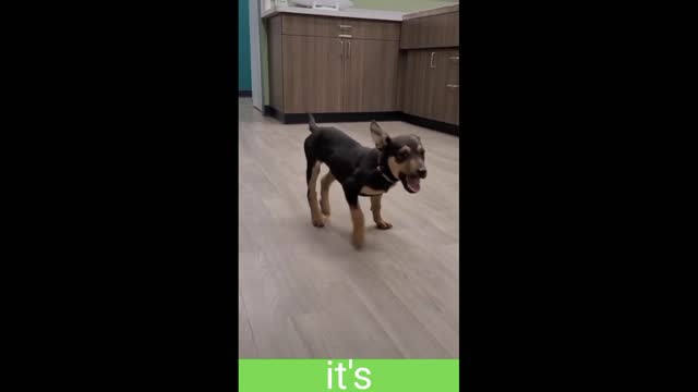 Doggy Dance