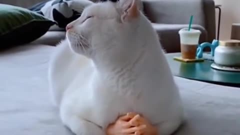 hat cat