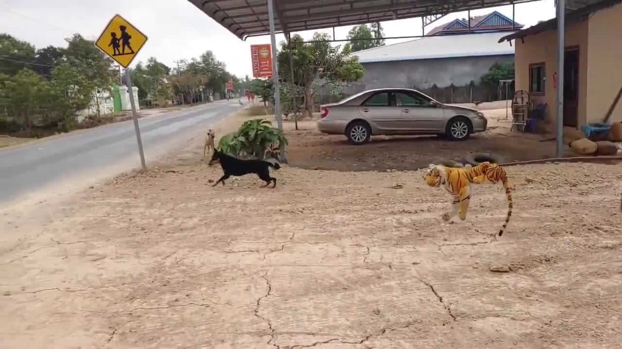 Fake Tiger Prank On Dog