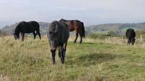 The horse that eats green 2021