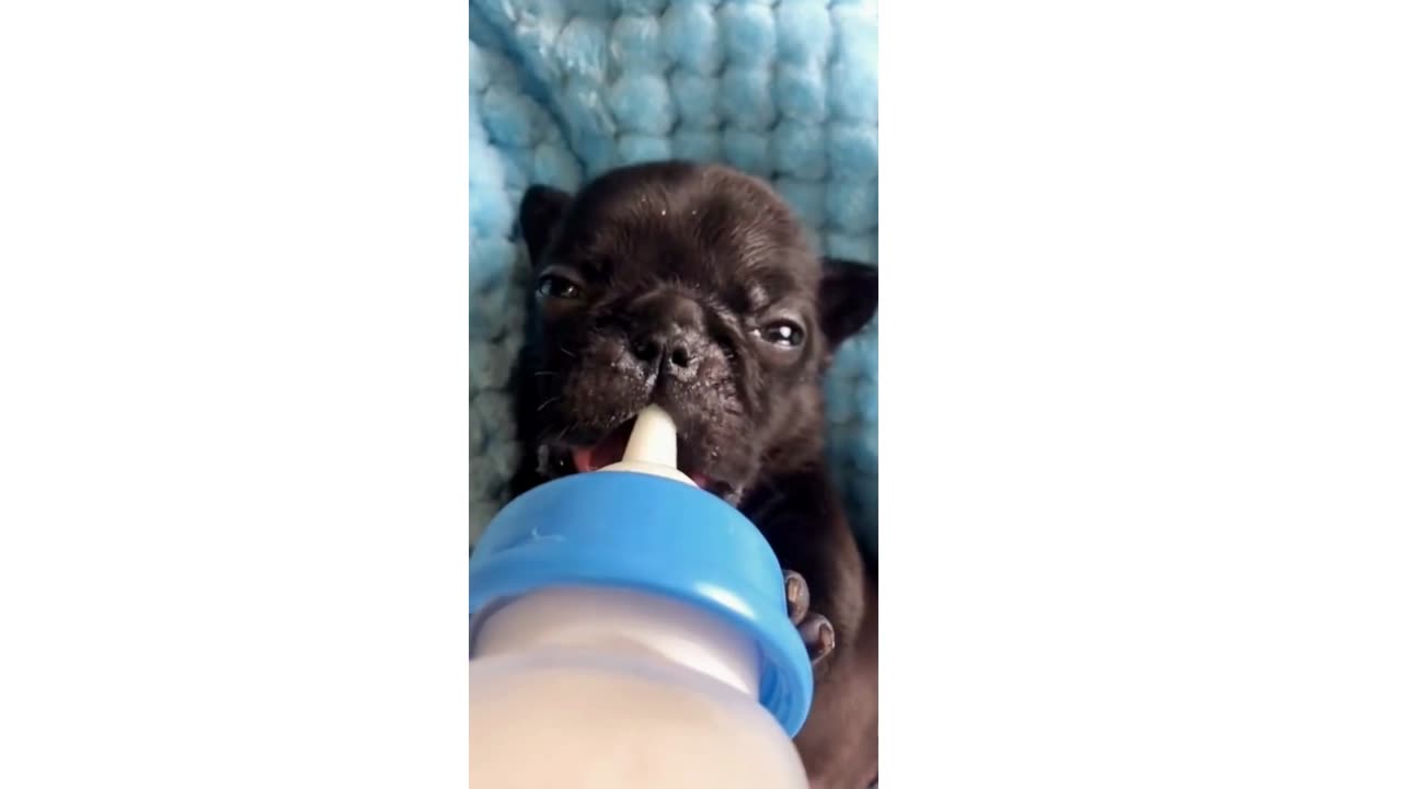 😍 Adorable Puppies Compilation 😍