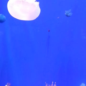 Jelly fish colorful and beautiful 2 - man & caamera