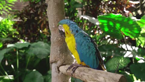 See the beauty of this bird standing still without moving