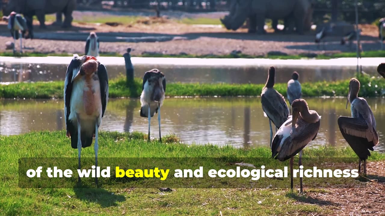 The Prehistoric Look of the Massive Shoebill Stork in East Africa