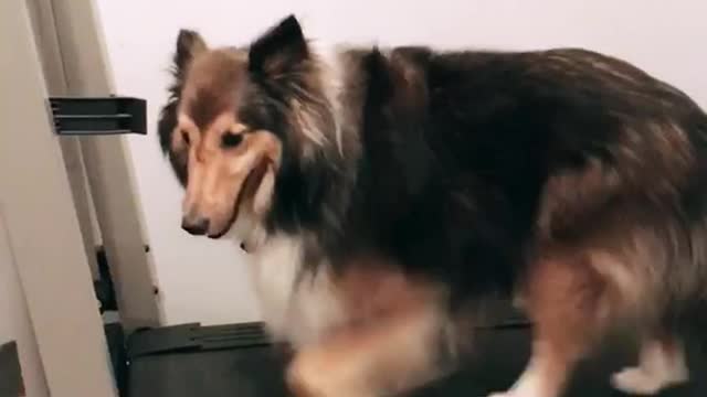 Brown dog walks on a treadmill