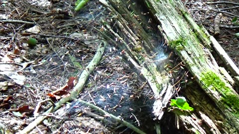 Spider Web