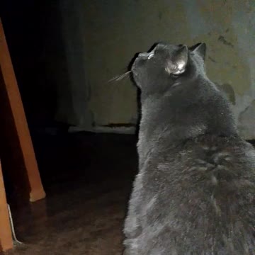 A sits at night and on whom the to hunt