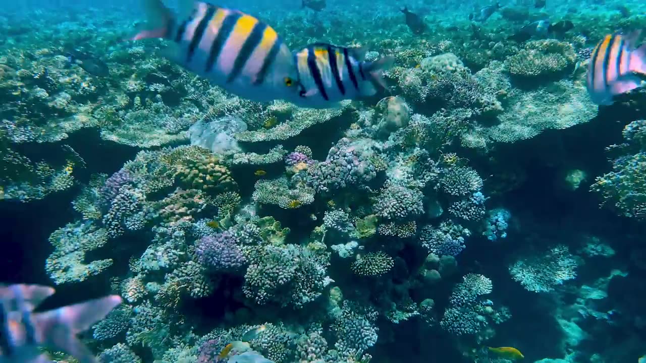 Brightly coloured tropical fish swims up close to camera on a reef