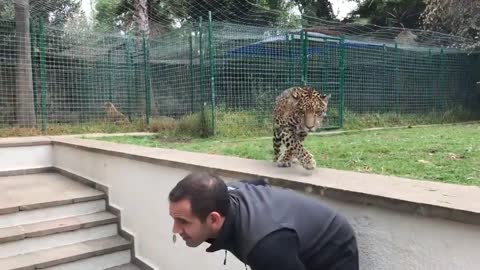 JAGUAR AND TIGER PLAYING WITH OWNER!