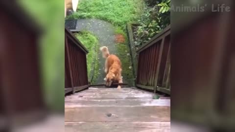 funny dog,funny cat