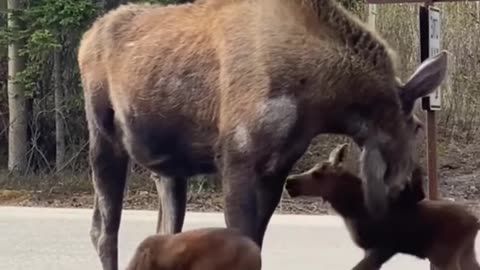 The mother moose asks for human help to save her baby