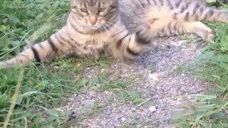 Grey cat on trail fights with piece of hay